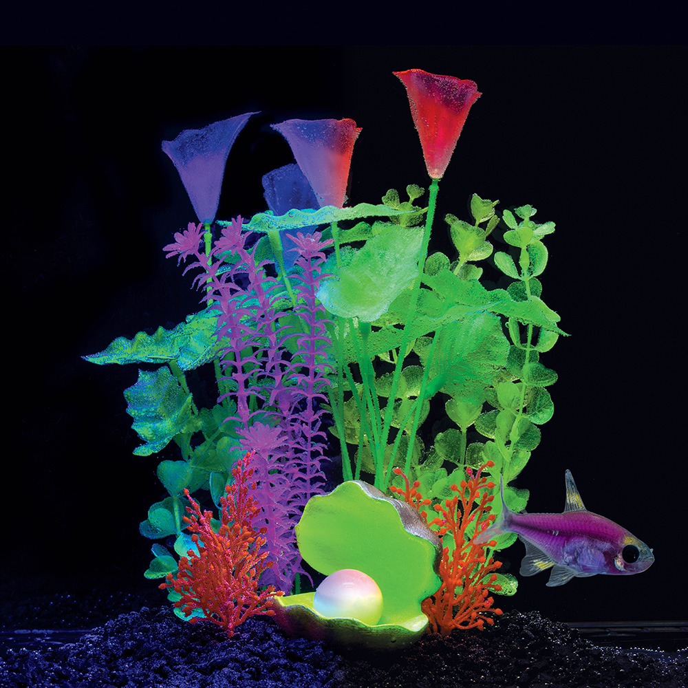 Purple freshwater aquarium fish clearance